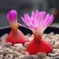 Pink Lithops 200 Seeds