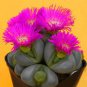 Pink Lithops 200 Seeds