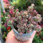 Pink Lithops 200 Seeds