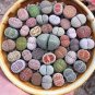 Pink Lithops 200 Seeds