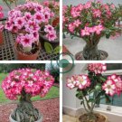 'Lyin eyes' Colorful Adenium Desert Rose 4 Seeds