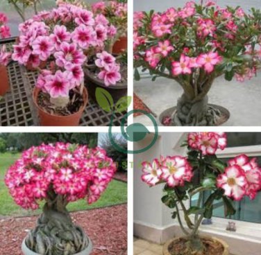 'Lyin eyes' Colorful Adenium Desert Rose 4 Seeds