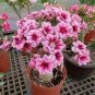 'Lyin eyes' Colorful Adenium Desert Rose 4 Seeds