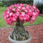 'Lyin eyes' Colorful Adenium Desert Rose 4 Seeds