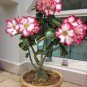 'Lyin eyes' Colorful Adenium Desert Rose 4 Seeds