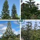 Norfolk Island Pine Araucaria Heterophylla 40 Seeds