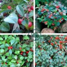 Wintergreen Creeping Gaultheria Procumbens 200 Seeds