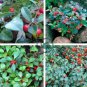 Wintergreen Creeping Gaultheria Procumbens 200 Seeds