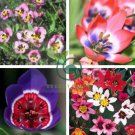 Tricolor Sparaxis  Purple White Red Big Ornamental Flowers 200 Seeds