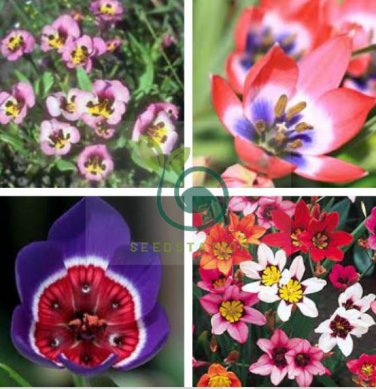 Tricolor Sparaxis  Purple White Red Big Ornamental Flowers 200 Seeds