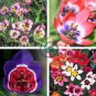 Tricolor Sparaxis  Purple White Red Big Ornamental Flowers 200 Seeds