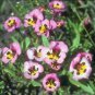 Tricolor Sparaxis  Purple White Red Big Ornamental Flowers 200 Seeds