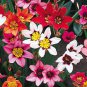 Tricolor Sparaxis Purple White Red Big Ornamental Flowers 200 Seeds