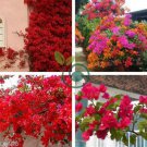 Bougainvillea  Red Flowers 100 Seeds