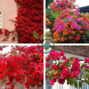 Bougainvillea  Red Flowers 100 Seeds