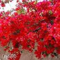 Bougainvillea  Red Flowers 100 Seeds