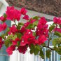 Bougainvillea  Red Flowers 100 Seeds