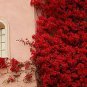 Bougainvillea  Red Flowers 100 Seeds