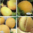 Rare Chinese Sweet Melon 40 Seeds