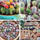 Mixed Cactus 400 Seeds