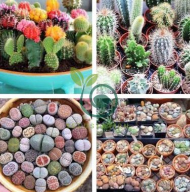 Mixed Cactus 400 Seeds