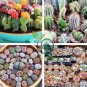 Mixed Cactus 400 Seeds