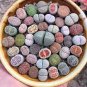 Mixed Cactus 400 Seeds