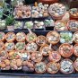 Mixed Cactus 400 Seeds