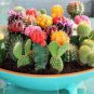 Mixed Cactus 400 Seeds