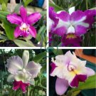 Cattleya Hibrida Bonsai Orchids 200 Seeds