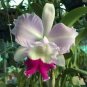 Cattleya Hibrida Bonsai Orchids 200 Seeds