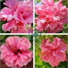 Double Flap Hibiscus Flower 200 Seeds