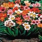 Sparaxis Flowers 200 Seeds