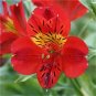 Rare Peruvian Lily Alstroemeria Flowers 200 Seeds