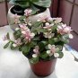 Portulacaria afra sementes 100 Seeds