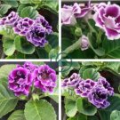 Gloxinia 200 Seeds