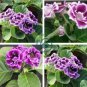 Gloxinia 200 Seeds