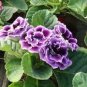 Gloxinia 200 Seeds
