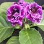 Gloxinia 200 Seeds
