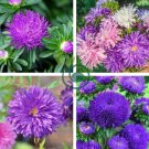 Chinese Ageratum Conyzoides Callistephus Chinensis Aster 400 Seeds