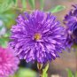 Chinese Ageratum Conyzoides Callistephus Chinensis Aster 400 Seeds