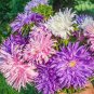 Chinese Ageratum Conyzoides Callistephus Chinensis Aster 400 Seeds