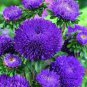 Chinese Ageratum Conyzoides Callistephus Chinensis Aster 400 Seeds