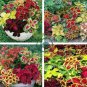 Rare Coleus Plants  Mixed Rainbow Colorful 6 Types 200 Seeds