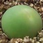 Ball Conophytum vanzylii Lithop 200 Seeds