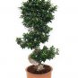 Banyan Tree Seed Ficus Ginseng 40 Seeds