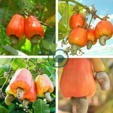 Cashew Tree Light Orange Fruits 10 Seeds