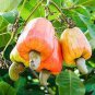 Cashew Tree Light Orange Fruits 10 Seeds
