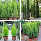 Italian Cypress Trees Seeds Platycladus Orientalis 200 Seeds