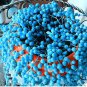 Blue Pearl Chlorophytum Bonsai 400 Seeds